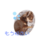 チャックだよ〜（個別スタンプ：10）