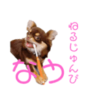 チャックだよ〜（個別スタンプ：11）