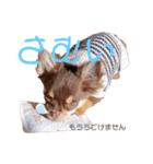 チャックだよ〜（個別スタンプ：13）
