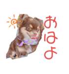 チャックだよ〜（個別スタンプ：16）