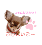 チャックだよ〜（個別スタンプ：17）
