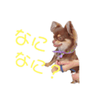 チャックだよ〜（個別スタンプ：20）