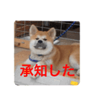 秋田犬の禄三郎（個別スタンプ：5）