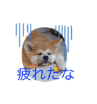 秋田犬の禄三郎（個別スタンプ：6）