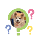 秋田犬の禄三郎（個別スタンプ：13）