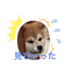 秋田犬の禄三郎（個別スタンプ：14）