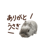 Luluちゃんのシンプルスタンプ（個別スタンプ：1）