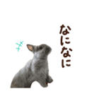 Luluちゃんのシンプルスタンプ（個別スタンプ：4）