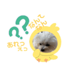 又々又れんとまりん（個別スタンプ：1）