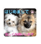 又々又れんとまりん（個別スタンプ：25）