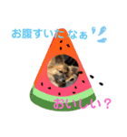 又々又れんとまりん（個別スタンプ：38）