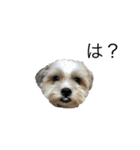 愛犬の可愛い表情をお楽しみください（個別スタンプ：1）