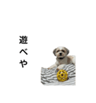 愛犬の可愛い表情をお楽しみください（個別スタンプ：2）