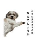愛犬の可愛い表情をお楽しみください（個別スタンプ：3）