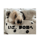 愛犬の可愛い表情をお楽しみください（個別スタンプ：4）