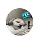 愛犬の可愛い表情をお楽しみください（個別スタンプ：6）