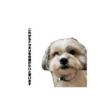 愛犬の可愛い表情をお楽しみください（個別スタンプ：7）