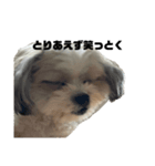愛犬の可愛い表情をお楽しみください（個別スタンプ：8）