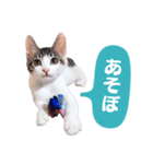 愛之助くん記念スタンプ（個別スタンプ：2）