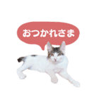 愛之助くん記念スタンプ（個別スタンプ：3）