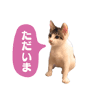 愛之助くん記念スタンプ（個別スタンプ：6）