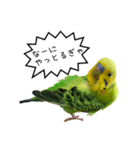 moco moco bird 孝之助（個別スタンプ：5）