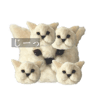フワフワねこちゃん（個別スタンプ：1）