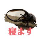 KBT64（個別スタンプ：4）