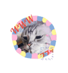 にゃんいっぱい（個別スタンプ：1）