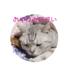 にゃんいっぱい（個別スタンプ：4）