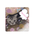 にゃんいっぱい（個別スタンプ：5）