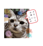 にゃんいっぱい（個別スタンプ：6）