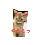 アビにゃんの日常（個別スタンプ：2）