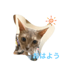 アビにゃんの日常（個別スタンプ：4）
