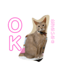 アビにゃんの日常（個別スタンプ：5）