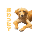 イヌンプ（個別スタンプ：10）