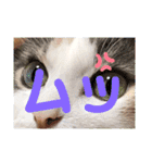 ももの生活5（個別スタンプ：4）