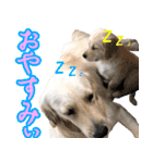 ゴールデンレトリバーのゆるゆるスタンプ2（個別スタンプ：2）