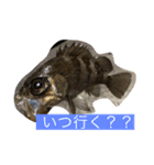 F i s h i n g スタンプ（個別スタンプ：6）