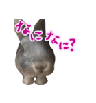 第2弾 関西弁～うさぎの国のおチョコ様～（個別スタンプ：7）