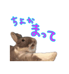 第2弾 関西弁～うさぎの国のおチョコ様～（個別スタンプ：18）