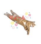 松風だらけ①（個別スタンプ：5）