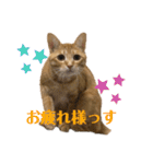 松風だらけ①（個別スタンプ：16）