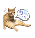 松風だらけ①（個別スタンプ：18）