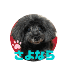 ふわふわ  オスマシ♡お姫様（個別スタンプ：36）