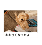 僕の犬の日常生活4（個別スタンプ：5）