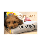 僕の犬の日常生活4（個別スタンプ：7）