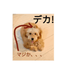 僕の犬の日常生活4（個別スタンプ：8）