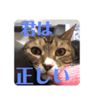 うちの猫でっせ⑥（個別スタンプ：1）