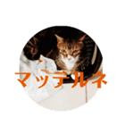 うちの猫でっせ⑥（個別スタンプ：2）